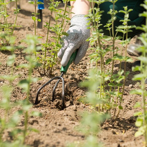 Contrat d'entretien pour jardin potager et jardin d’agrément en Loire-Atlantique et Vendée 